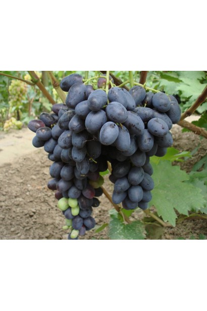 Виноград обыкновенный Лорано